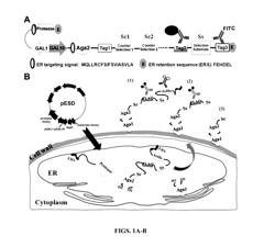 Method for engineering proteases and protein kinases