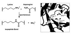 Peptide tag systems that spontaneously form an irreversible link to protein partners via isopeptide bonds