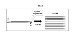 PRP8 NUCLEIC ACID MOLECULES TO CONTROL INSECT PESTS