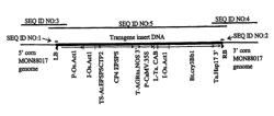 Corn plant MON88017 and compositions and methods for detection thereof