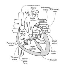 Inflatable exhibit of a human heart and method