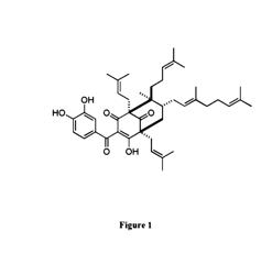 USAGE OF OBLONGIFOLIN C, A NATURAL COMPOUND FROM GARCINIA YUNNANENSIS HU, ON TREATING CANCER AS METASTASIS INHIBITOR AND AUTOPHAGIC FLUX INHIBITOR