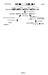 Generation of human embryonic stem-like cells using intronic RNA