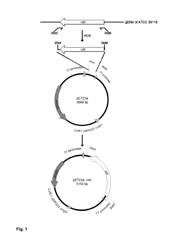 Microorganisms and methods for producing substituted phenols