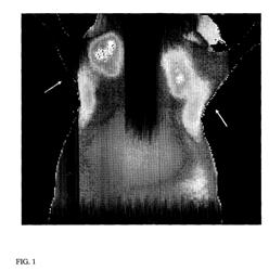 Biocompatible N, N-disubstituted sulfonamide-containing fluorescent dye labels