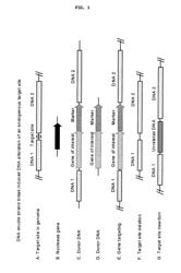 Methods and compositions for producing male sterile plants