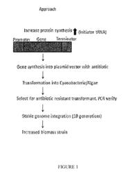 METHOD FOR INCREASING BIOMASS SYNTHESIS CAPACITY OF MICROORGANISMS AND MODIFIED MICROORGANISMS THEREFROM