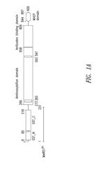 INNOVATIVE DISCOVERY OF THERAPEUTIC, DIAGNOSTIC, AND ANTIBODY COMPOSITIONS RELATED TO PROTEIN FRAGMENTS OF METHIONYL-TRNA SYNTHETASES