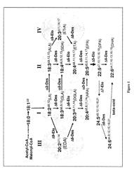 SYNTHESIS OF LONG-CHAIN POLYUNSATURATED FATTY ACIDS BY RECOMBINANT CELLS