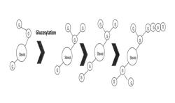 Glucosylated steviol glycoside as a flavor modifier