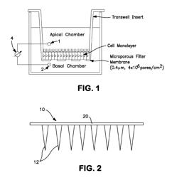 Method for increasing the permeability of an epithelial barrier