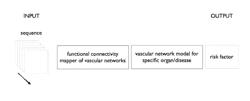 Computer implemented method for assessing vascular networks from medical images and uses thereof