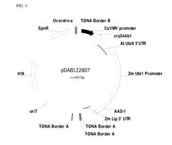 PLANT PROMOTER AND 3' UTR FOR TRANSGENE EXPRESSION