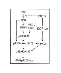 Inhibitor of τ protein phosphorylation