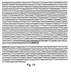 Recombinant Influenza Virus-Like Particles (VLPs) Produced in Transgenic Plants Expressing Hemagglutinin