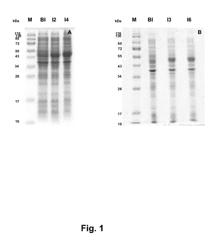 Modified enterokinase light chain