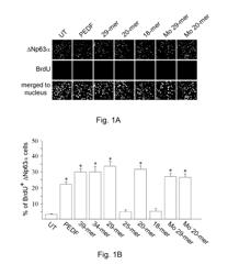 Use of PEDF-derived polypeptides for promoting stem cells proliferation and wound healing