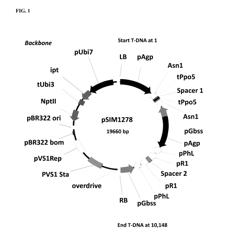 POTATO CULTIVAR X17