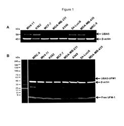 UBA5 INHIBITORS