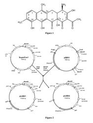 Genes for biosynthesis of tetracycline compounds and uses thereof