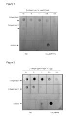 Fusion of bioactive molecules