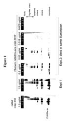 ANTI-ALPHA-SYNUCLEIN ANTIBODIES AND METHODS OF USE