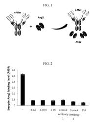 Anti-C-Met/anti-Ang2 bispecific antibody