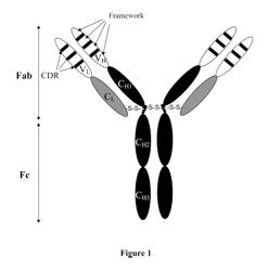 Mutated humanized 12G4 antibodies and the fragments thereof against the human anti-Mullerian hormone receptor type II