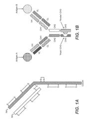 Production of heteromultimeric proteins