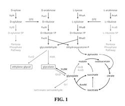 MICROBIAL PRODUCTION OF RENEWABLE GLYCOLATE