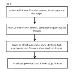 Zea mays promoter from chlorophyll a/b binding protein gene and uses thereof