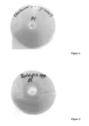 COATING FORMULATION FOR SEED AND SURFACE STERILIZATION