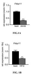 COMPOSITIONS AND METHODS FOR TREATING DIABETES