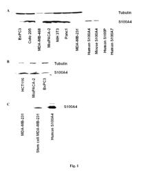 S100A4 antibodies and therapeutic uses thereof