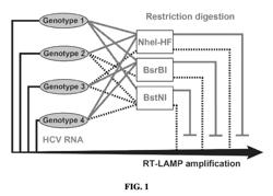 ENHANCED NUCLEIC ACID IDENTIFICATION AND DETECTION