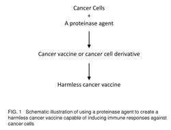 Proteinase-engineered cancer vaccine induces immune responses to prevent cancer and to systemically kill cancer cells