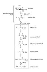 Manufacturing method for 1,4-butanediol, microbe, and gene