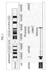 METHODS OF USING SINGLE NUCLEOTIDE POLYMORPHISMS IN THE TL1A GENE TO PREDICT OR DIAGNOSE INFLAMMATORY BOWEL DISEASE