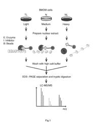 CHROMATIN-ACTIVITY-BASED CHEMOPROTEOMIC (CHAC) METHODS AND SYSTEMS FOR DISEASE MARKER DISCOVERY AND DEVELOPMENT