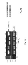 ANTISENSE OLIGONUCLEOTIDE DIRECTED REMOVAL OF PROTEOLYTIC CLEAVAGE SITES FROM PROTEINS