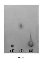 CANCER TARGETING BY ANTI-EGFR PEPTIDES AND APPLICATIONS THEREOF