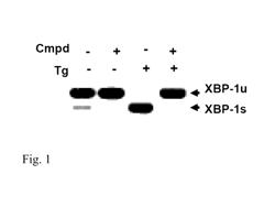 IRE-1α inhibitors