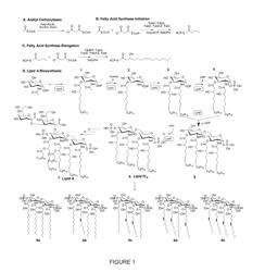 DEFINED ENZYMATIC SYNTHESIS OF LIPID A ANALOGS