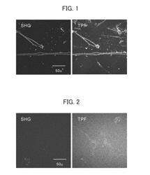 Compound for generating second harmonic of light, dye composition for generating second harmonic of light, and cell examination method