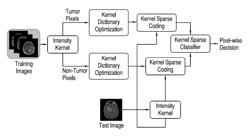Kernel sparse models for automated tumor segmentation