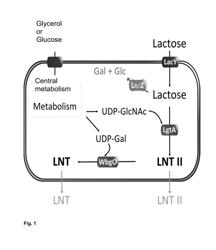 BIOTECHNOLOGICAL PRODUCTION OF LNT, LNNT AND THE FUCOSYLATED DERIVATIVES THEREOF