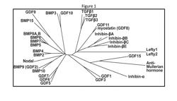 COMPOSITIONS AND METHODS FOR GROWTH FACTOR MODULATION