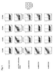 Cancer therapy using CLDN6 target-directed antibodies in vivo