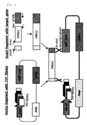 Mutant beta-glucosidases having enhanced activity and a method for producing bioethanol using the same