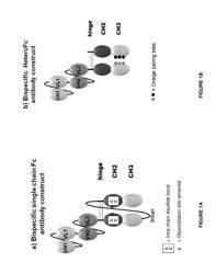 PSMA and CD3 Bispecific T Cell Engaging Antibody Constructs